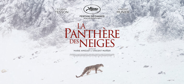 La panthère des neiges