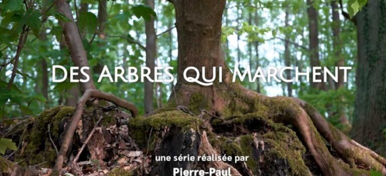 Des arbres qui marchent