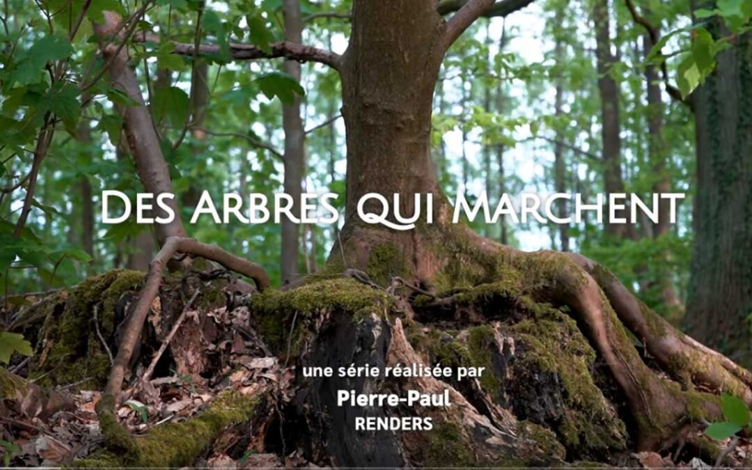 Des arbres qui marchent